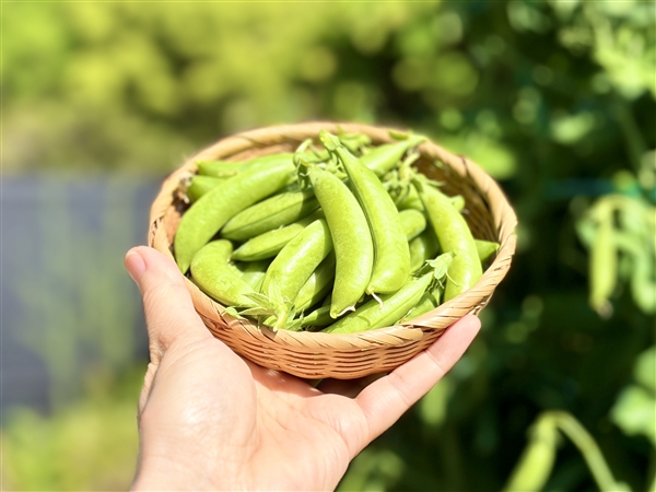 �X�i�b�v�G���h�E